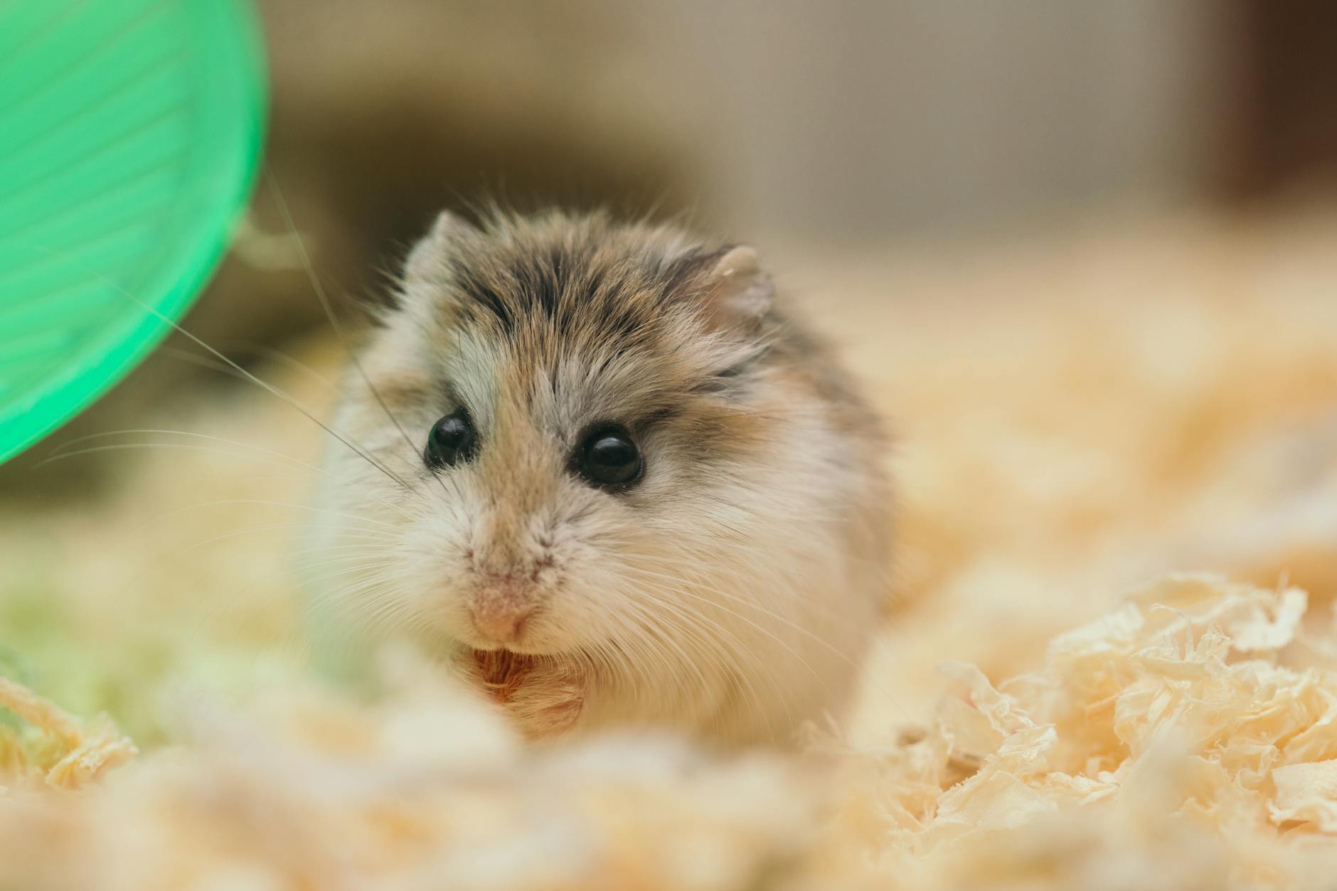 close up photo of cute fluffy hamster